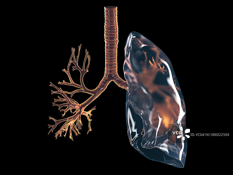 支气管插画图片素材