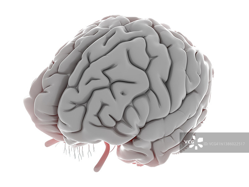 人脑示意图图片素材