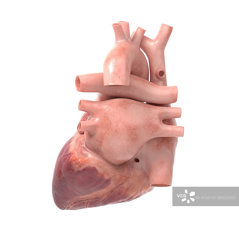 人类的心,说明图片素材