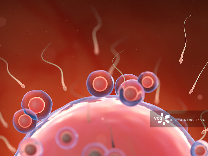 受精作用插图图片素材