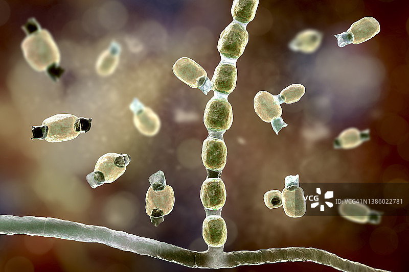 球孢子菌真菌插图图片素材