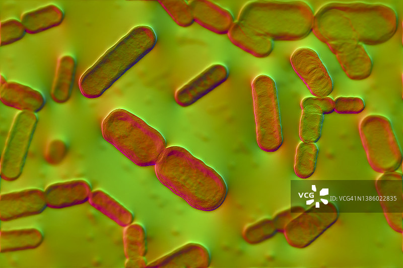 拟杆菌属细菌，图示图片素材