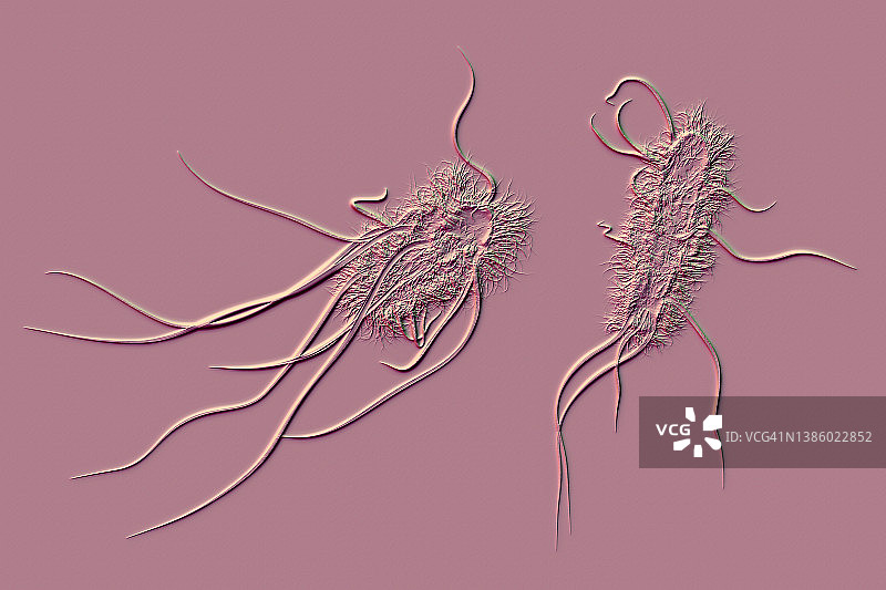 大肠杆菌插画图片素材