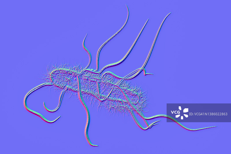 大肠杆菌插画图片素材