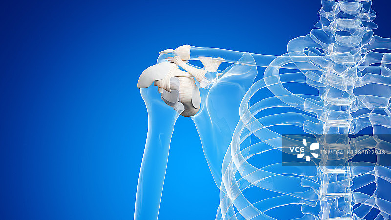 肩部韧带插图图片素材