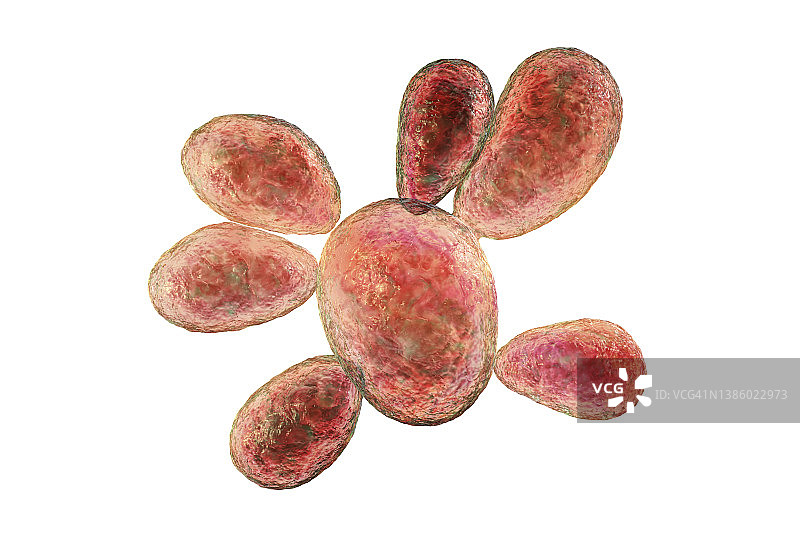 巴西副球孢子菌插图图片素材