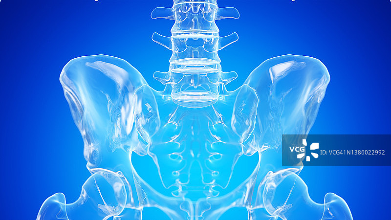 髋关节插图图片素材