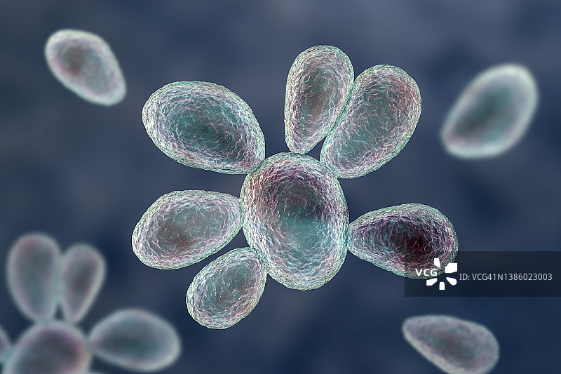 巴西副球孢子菌插图图片素材