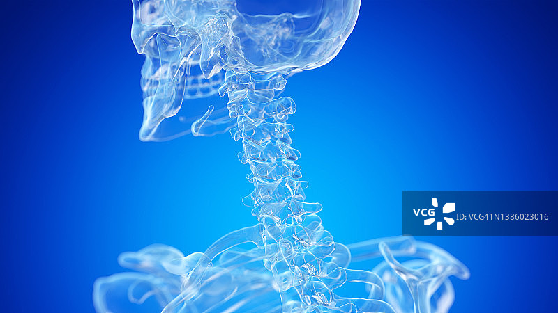 颈椎骨骼图图片素材