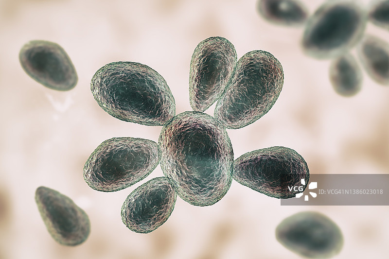巴西副球孢子菌插图图片素材