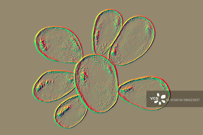 巴西副球孢子菌插图图片素材