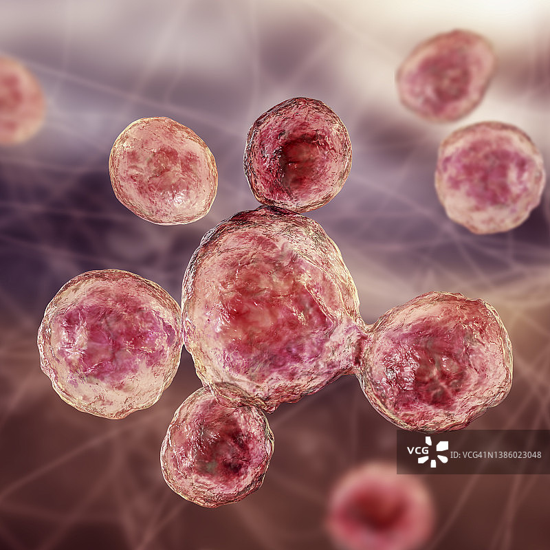 巴西副球孢子菌插图图片素材