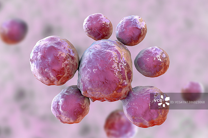 巴西副球孢子菌插图图片素材