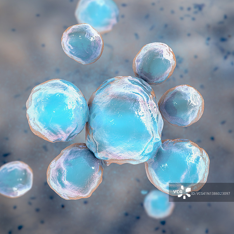 巴西副球孢子菌插图图片素材