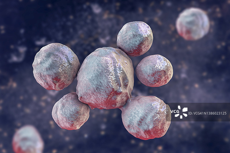 巴西副球孢子菌插图图片素材