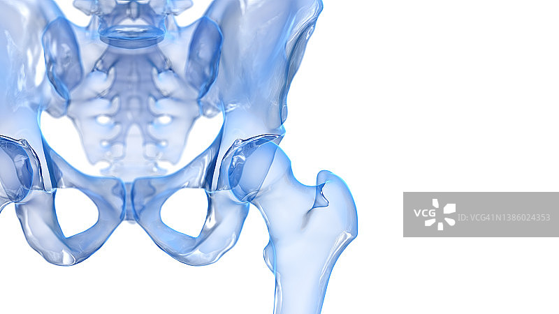 髋关节插图图片素材