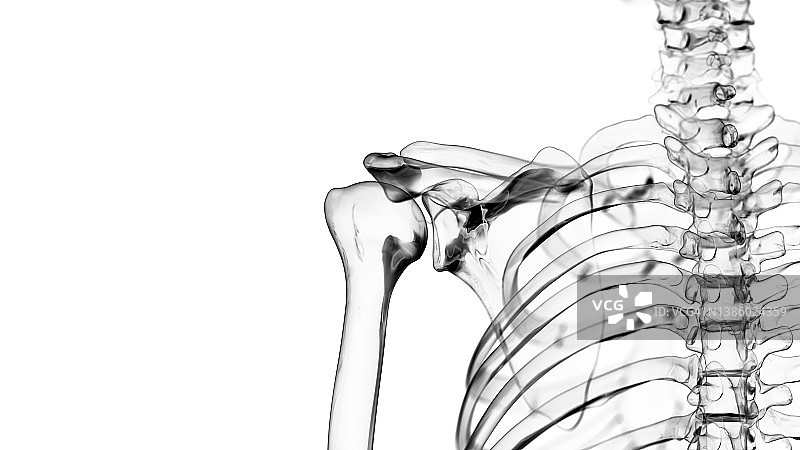 肩关节插图图片素材