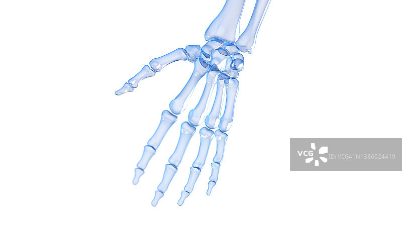手部骨骼插画图片素材