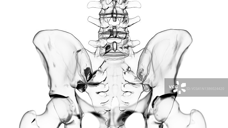 骶髂关节图示图片素材