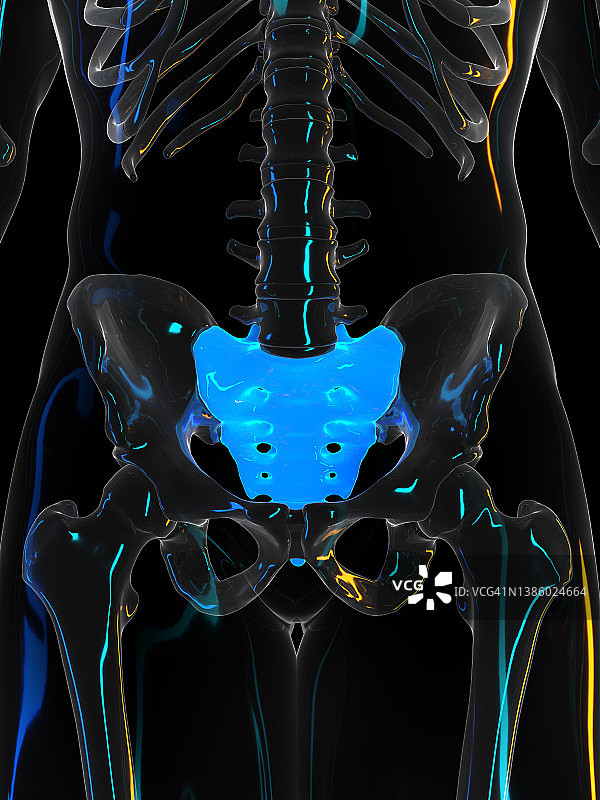 骶骨插图图片素材