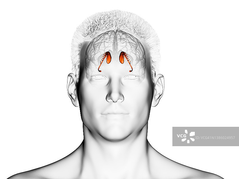 尾状核图示图片素材