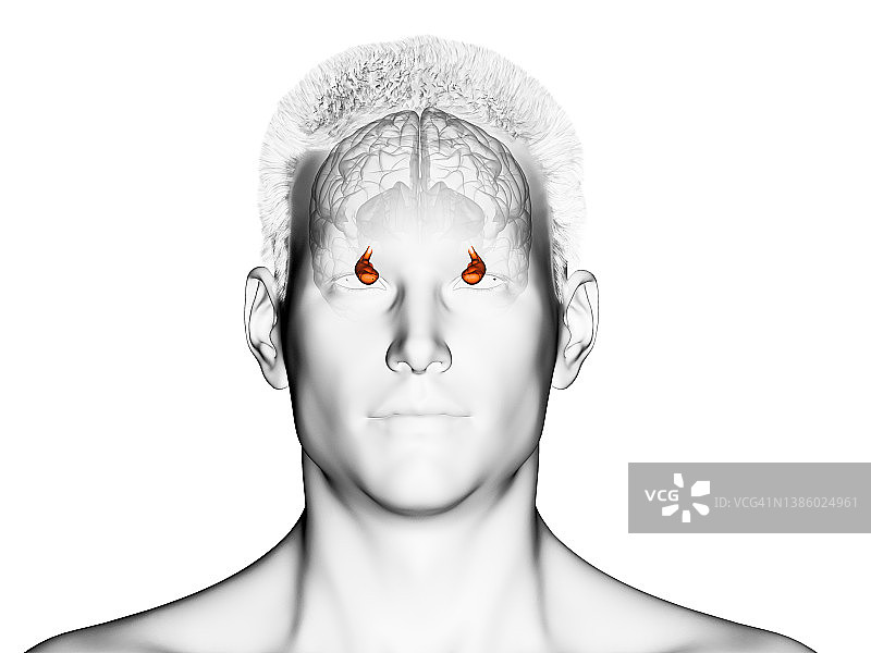 海马插画图片素材