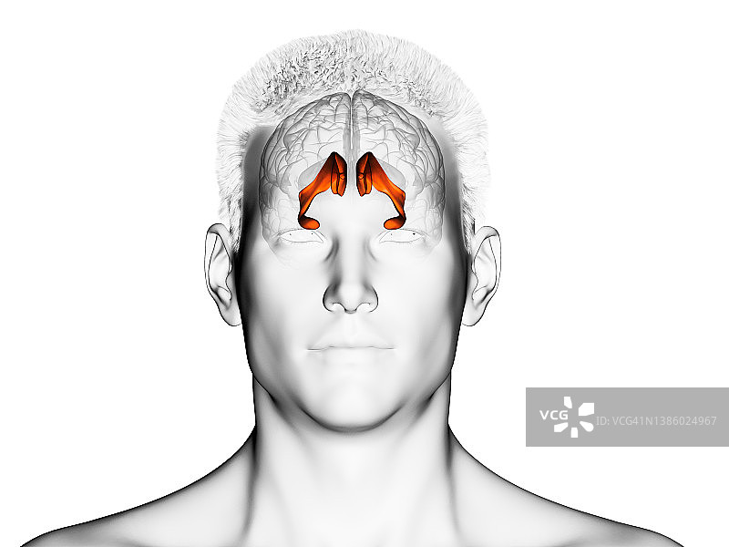侧脑室图示图片素材