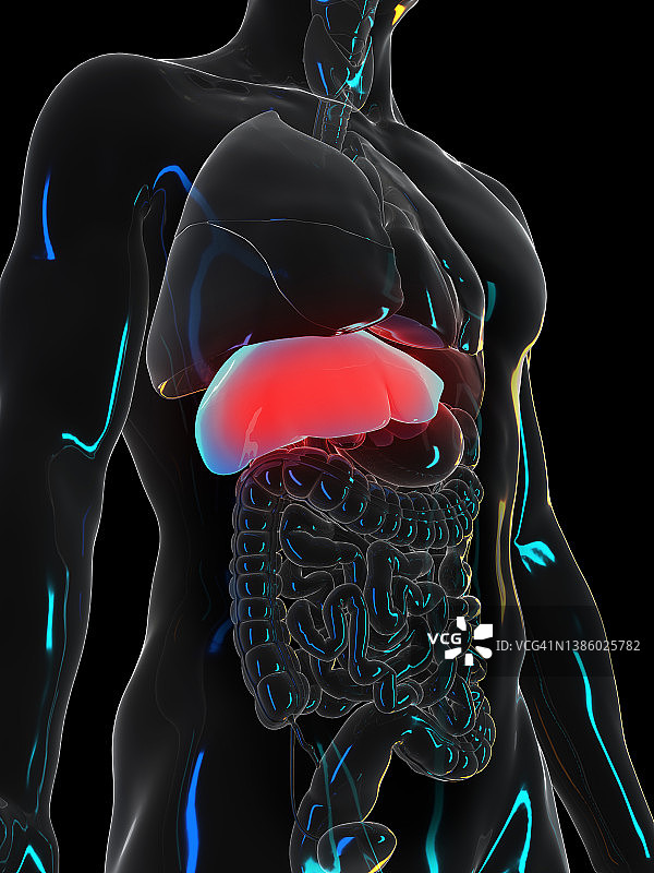 疼痛肝脏插画图片素材