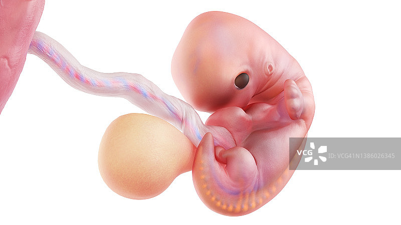 7周人类胚胎图图片素材