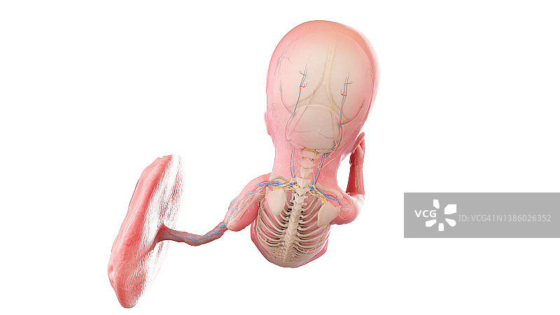 人类13周胎儿解剖图图片素材