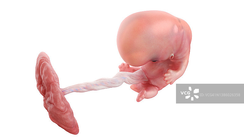 人体胚胎第八周示意图图片素材