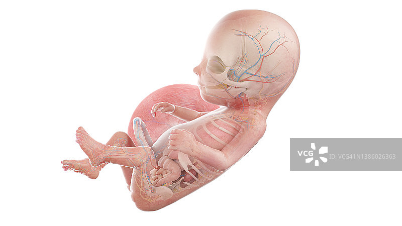 人体胎儿解剖图-第14周图图片素材