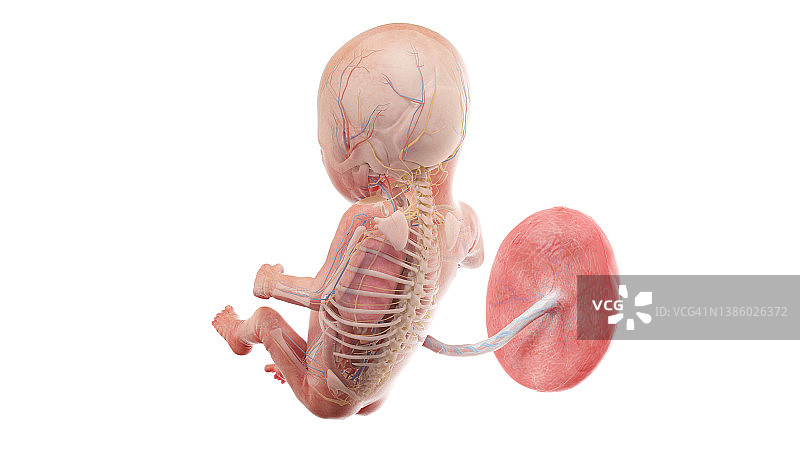 人体胎儿解剖图-第14周图图片素材
