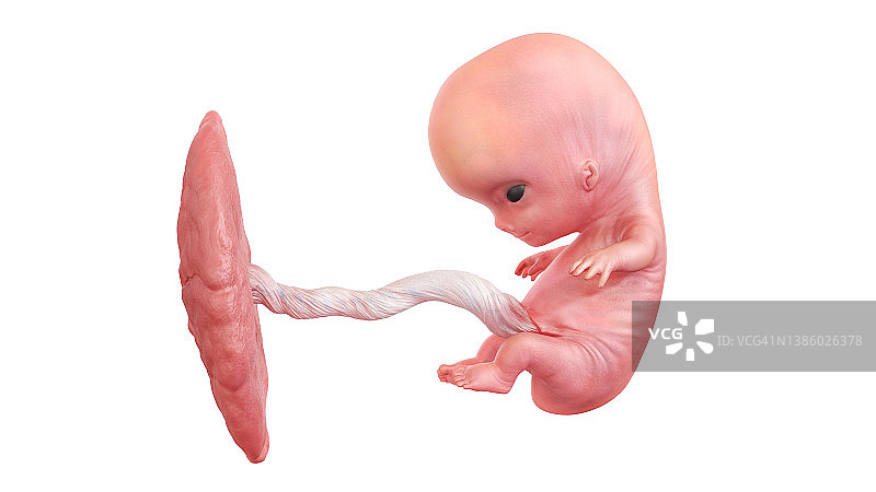 人类9周胎儿插图图片素材