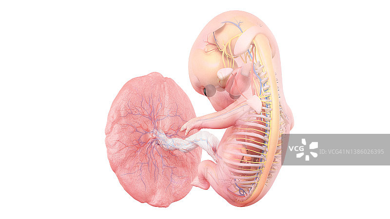 妊娠第9周的人体胎儿解剖图图片素材