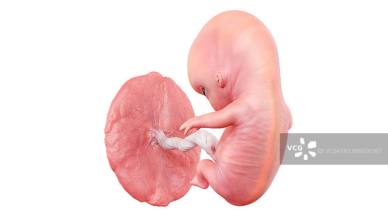 人类9周胎儿插图图片素材
