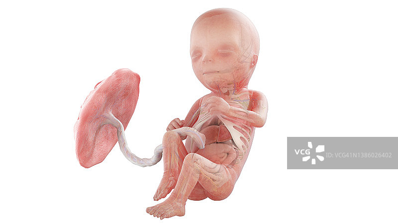 15周人类胎儿解剖图图片素材