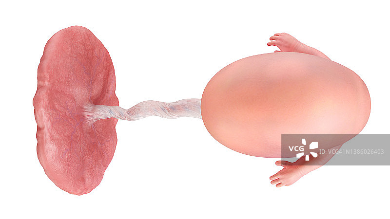 人类9周胎儿插图图片素材