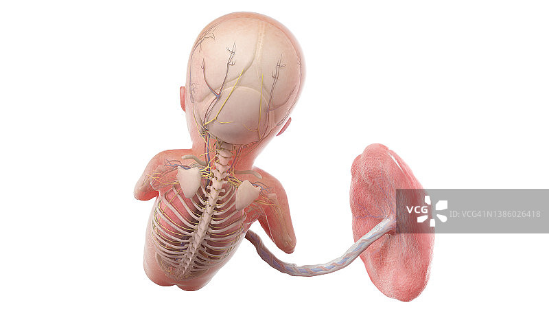15周人类胎儿解剖图图片素材