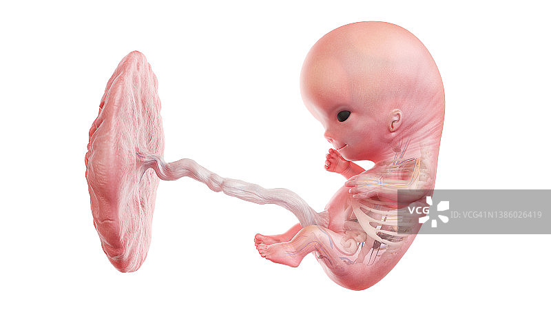 10周大的人类胎儿解剖结构（图示）图片素材