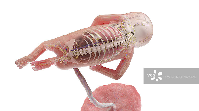 15周人类胎儿解剖图图片素材