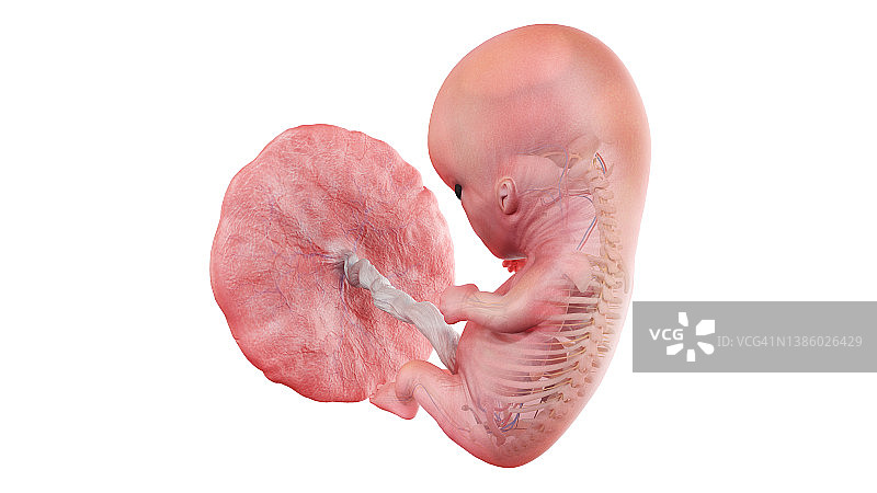 10周大的人类胎儿解剖结构（图示）图片素材