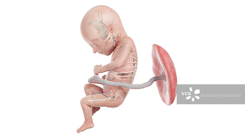 妊娠17周的人类胎儿解剖图图片素材
