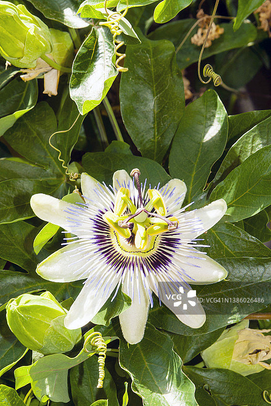 西番莲图片素材