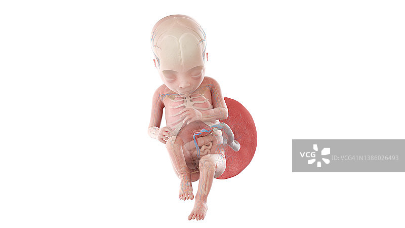 妊娠17周的人类胎儿解剖图图片素材