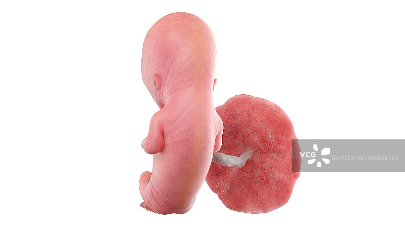 12周大的人类胎儿，图示图片素材