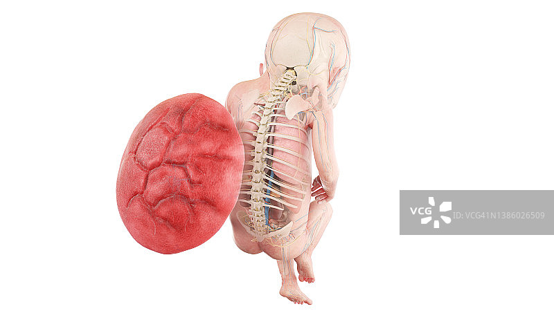 妊娠17周的人类胎儿解剖图图片素材