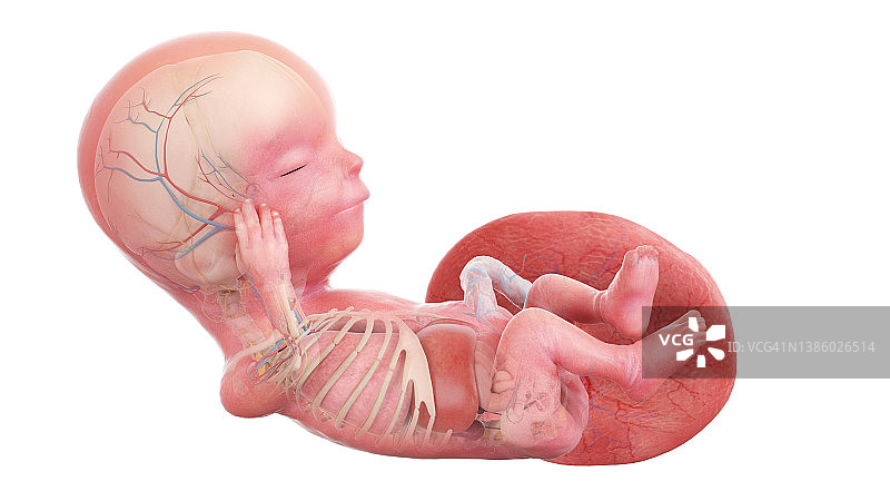 人类13周胎儿解剖图图片素材