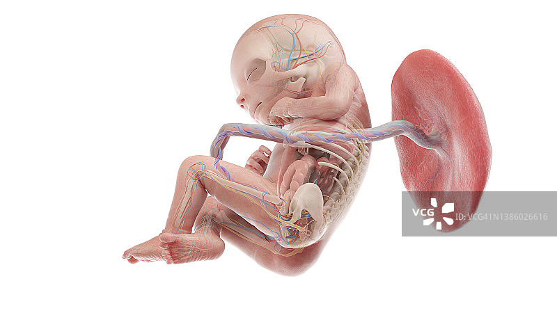 18周人类胎儿解剖图图片素材