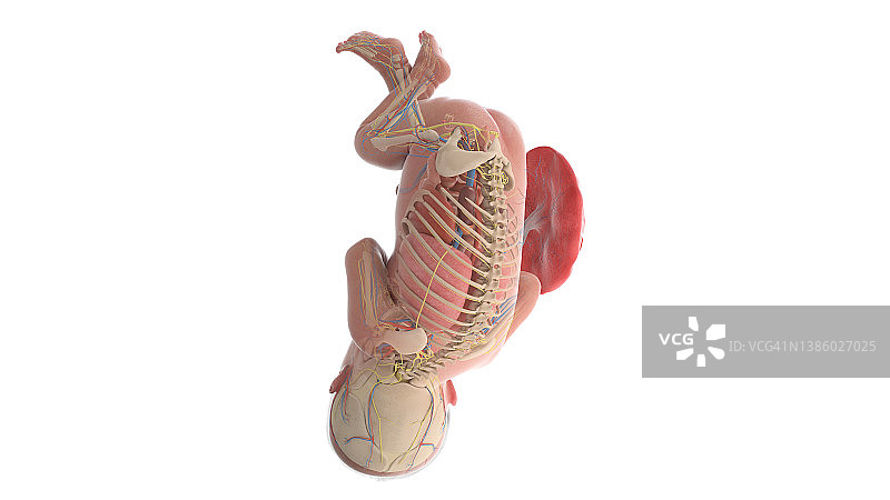 妊娠36周的人类胎儿解剖图图片素材